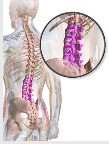 Healthy Spine